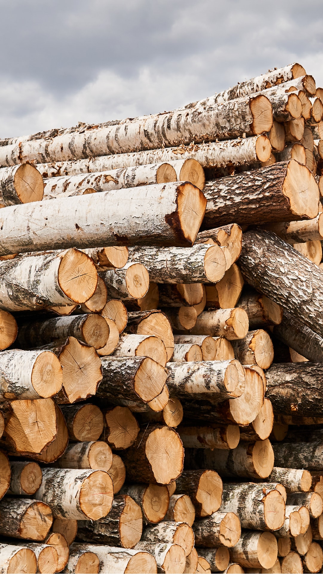 It Starts as a Log